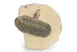 Bargain, Reedops Trilobite - Atchana, Morocco #340903-3